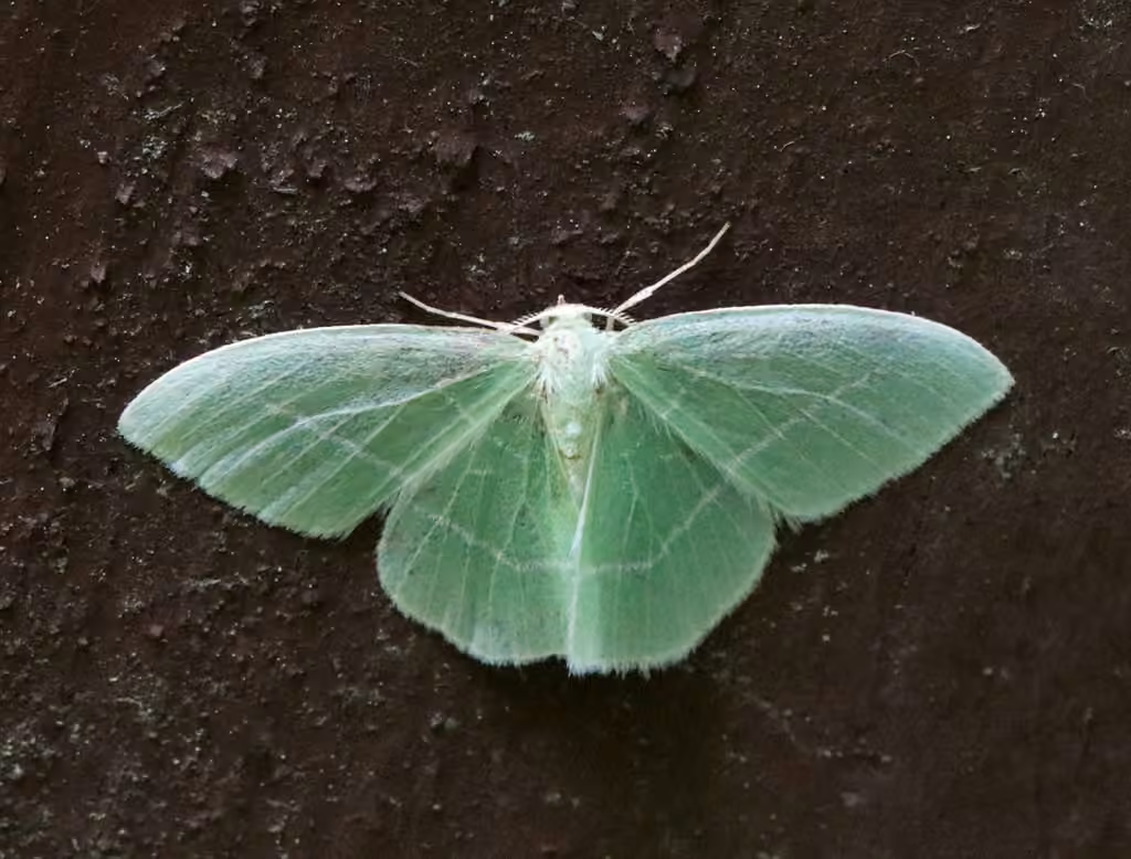Géomètre vert, Adulte