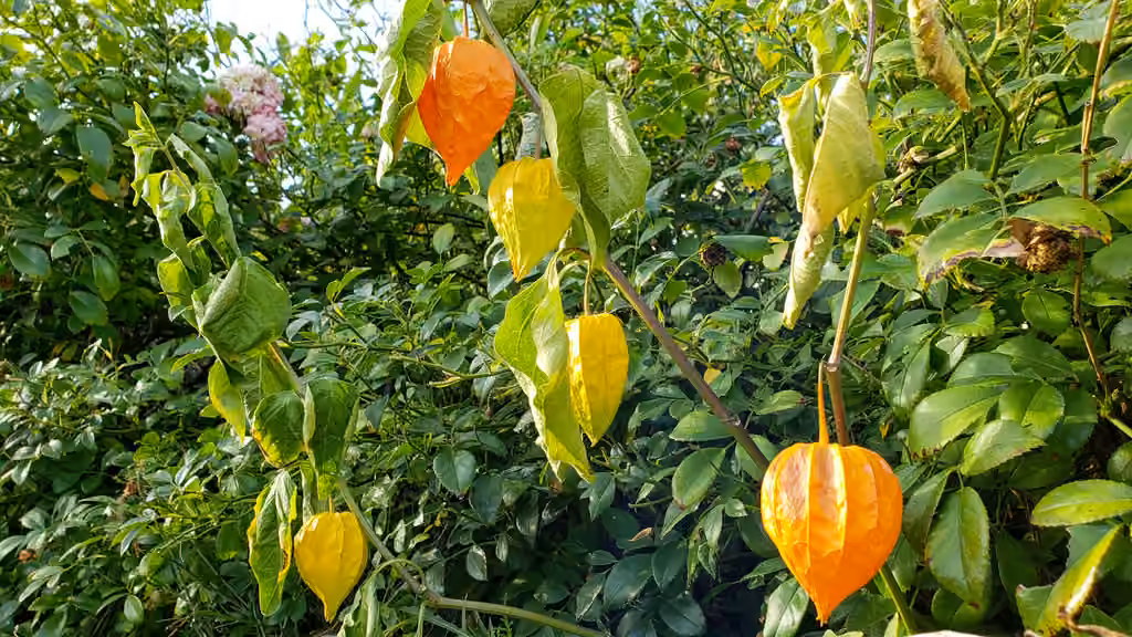 Coqueret alkékenge, En fruits