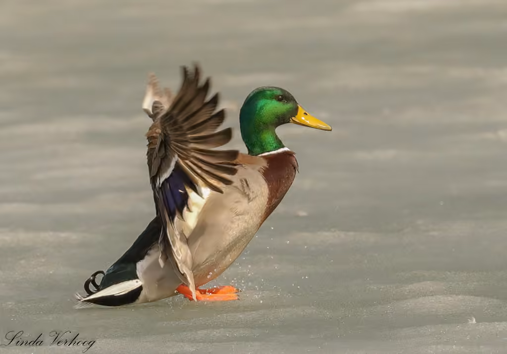 Canard colvert, Mâle