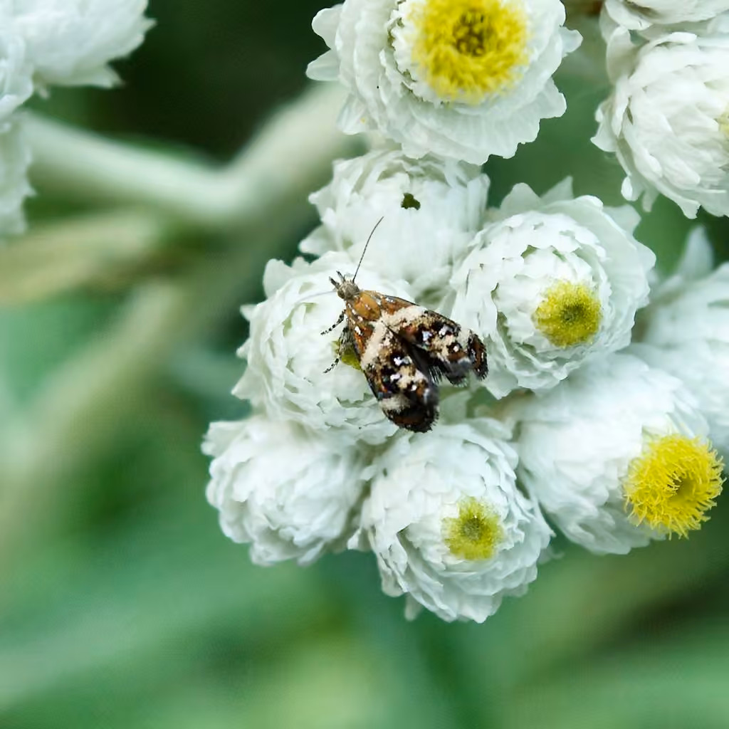 Tebenna onustana