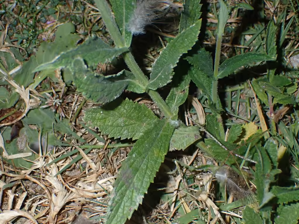 Verveine échevelée, photo 3 sur 5
