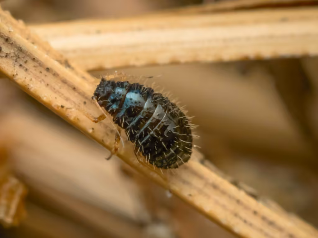 Hedgehog Grain Aphid, Female