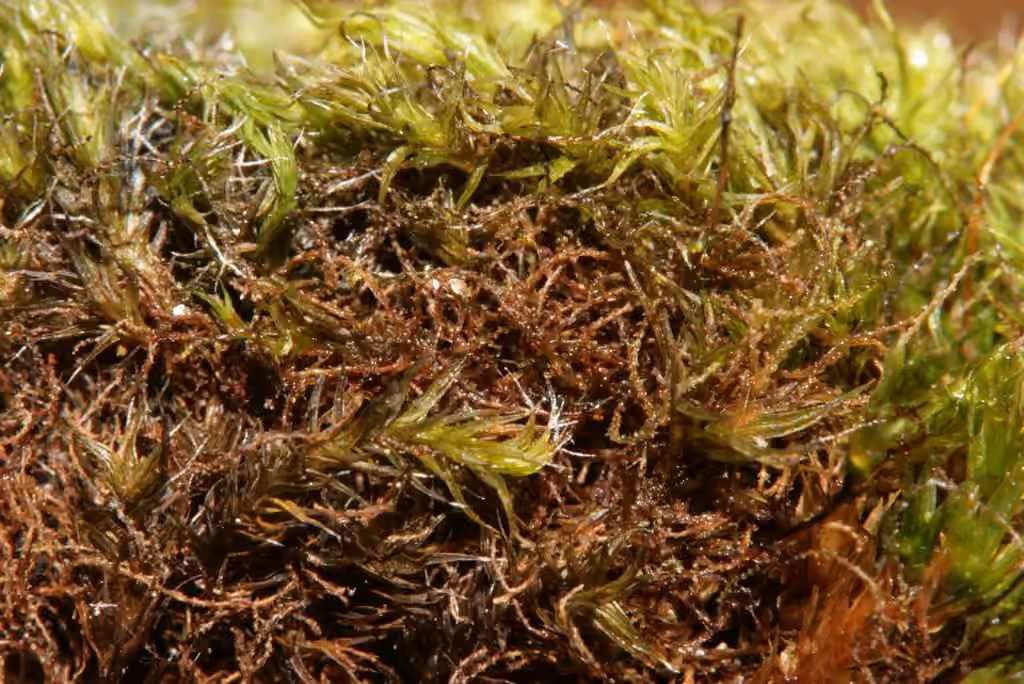 Common Threadwort, photo 3 of 5