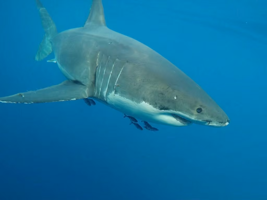 Grand requin blanc