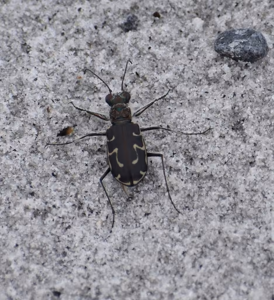 Hairy-necked Tiger Beetle, Male