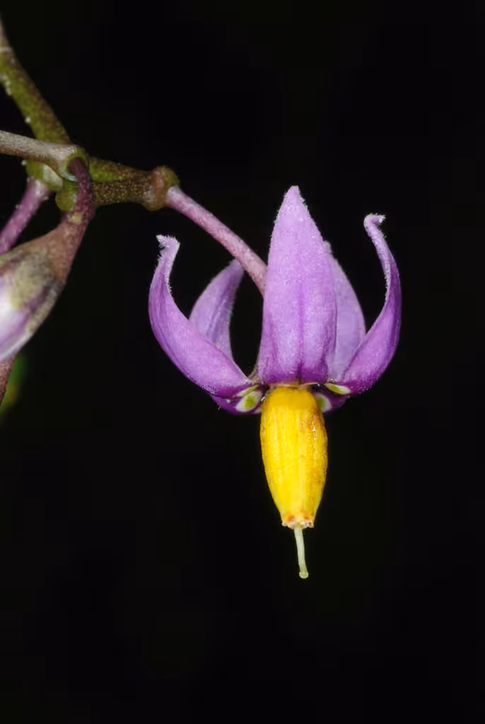 Morelle douce-amère, En fleurs