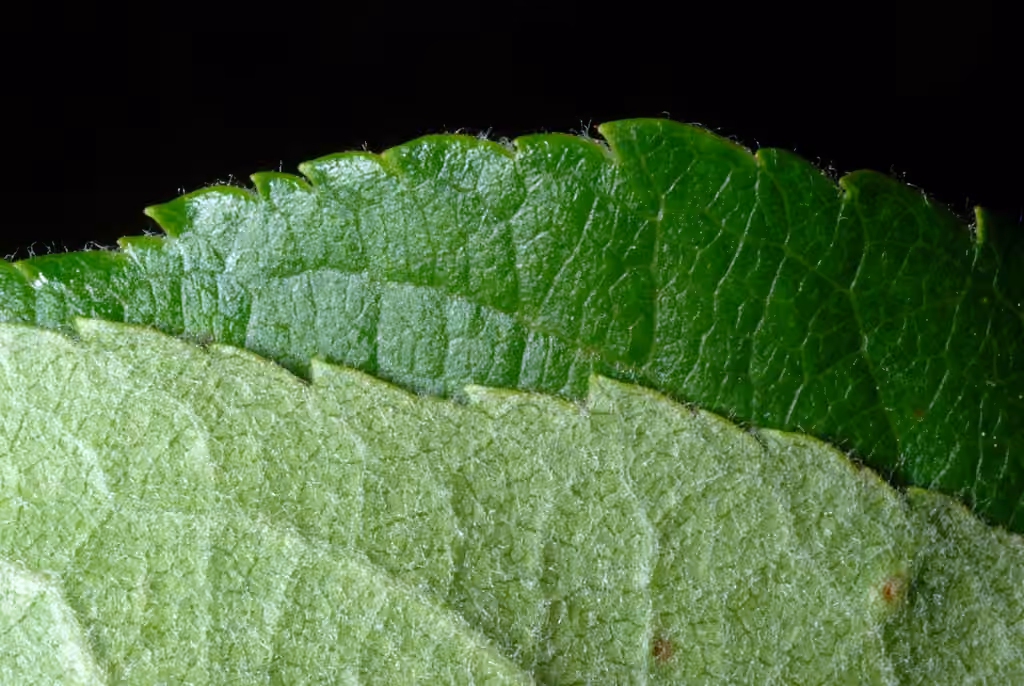Pommier à feuilles de prunier, En fruits