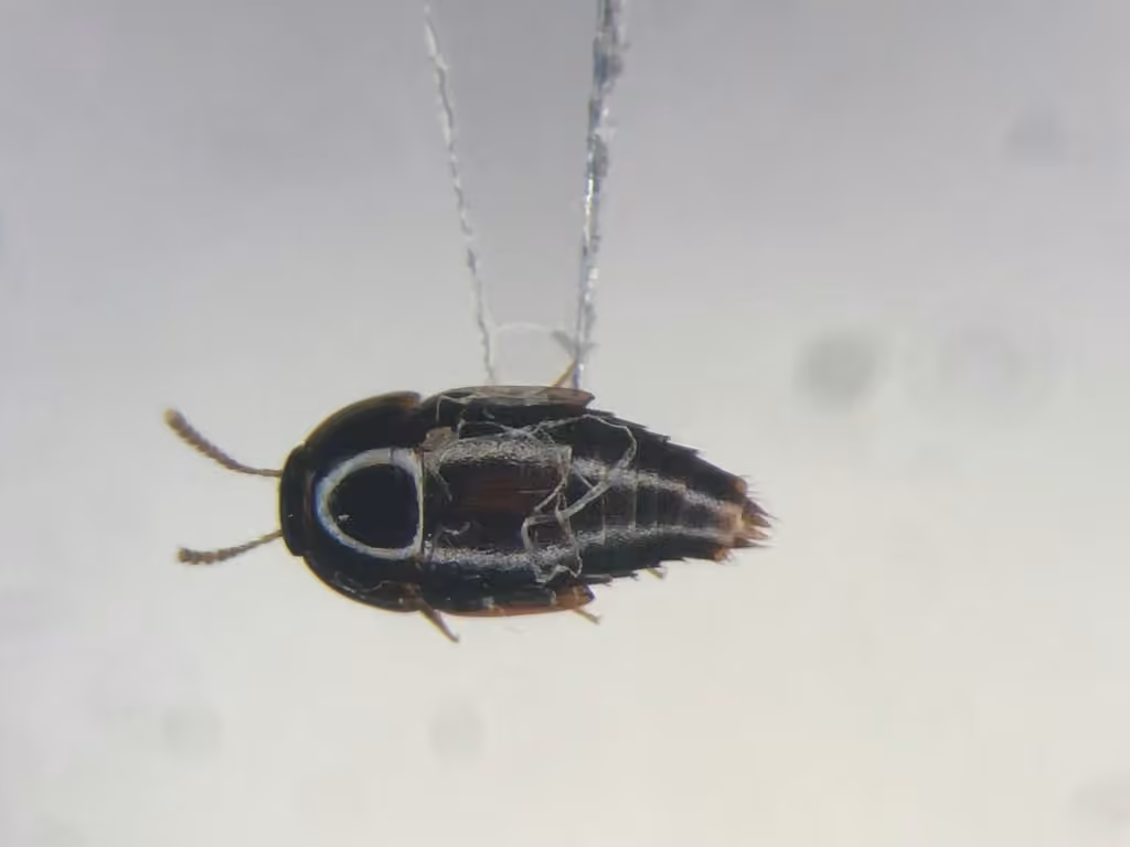 Tachipore ventriculaire, photo 3 sur 5