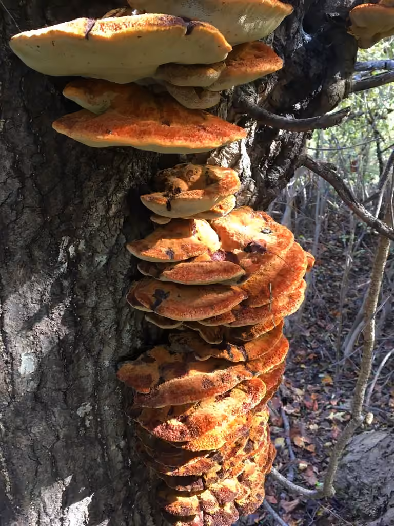 Polypore hispide, photo 2 sur 5