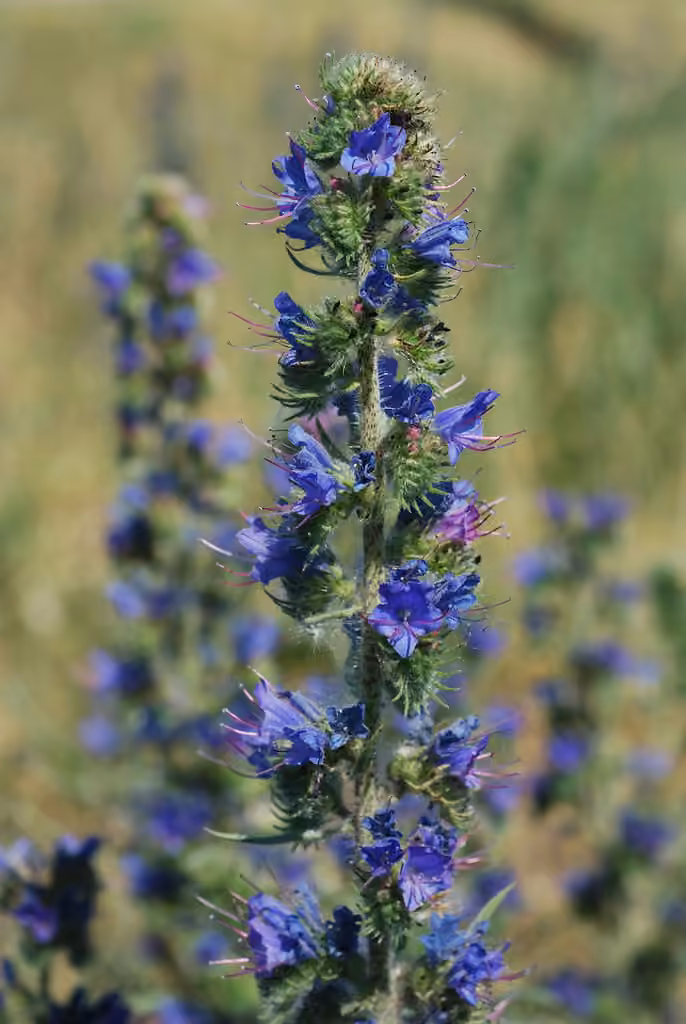 Vipérine commune, En fleurs