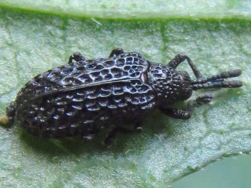 Pitted tortoise beetle, Adult