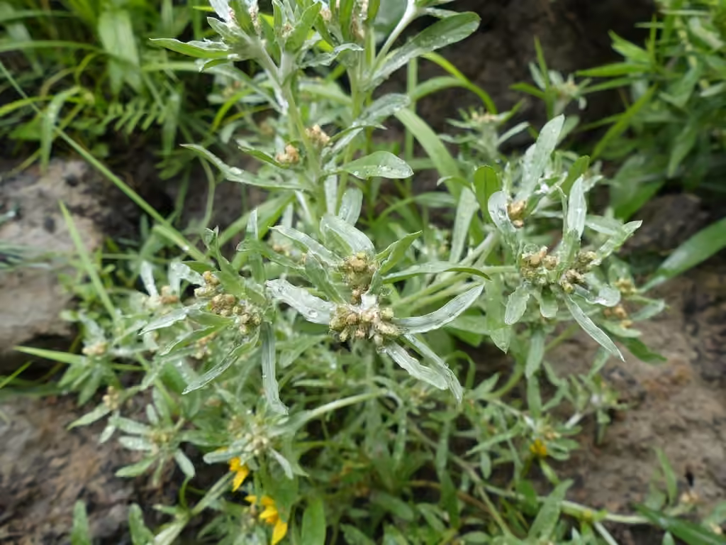 Marsh cudweed, In flower
