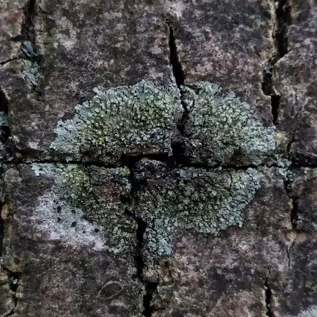 Hyperphyscie collante, photo 2 sur 5