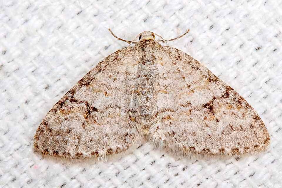 Brown-shaded Carpet Moth, photo 2 sur 5