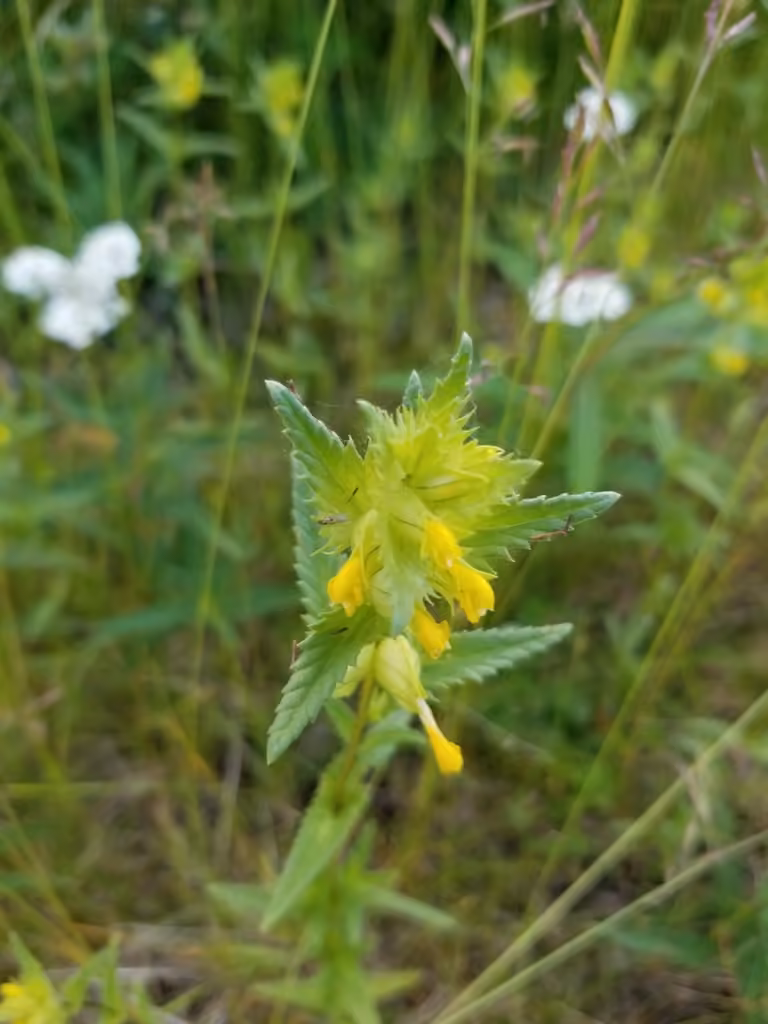 Little Yellow Rattle, In flower