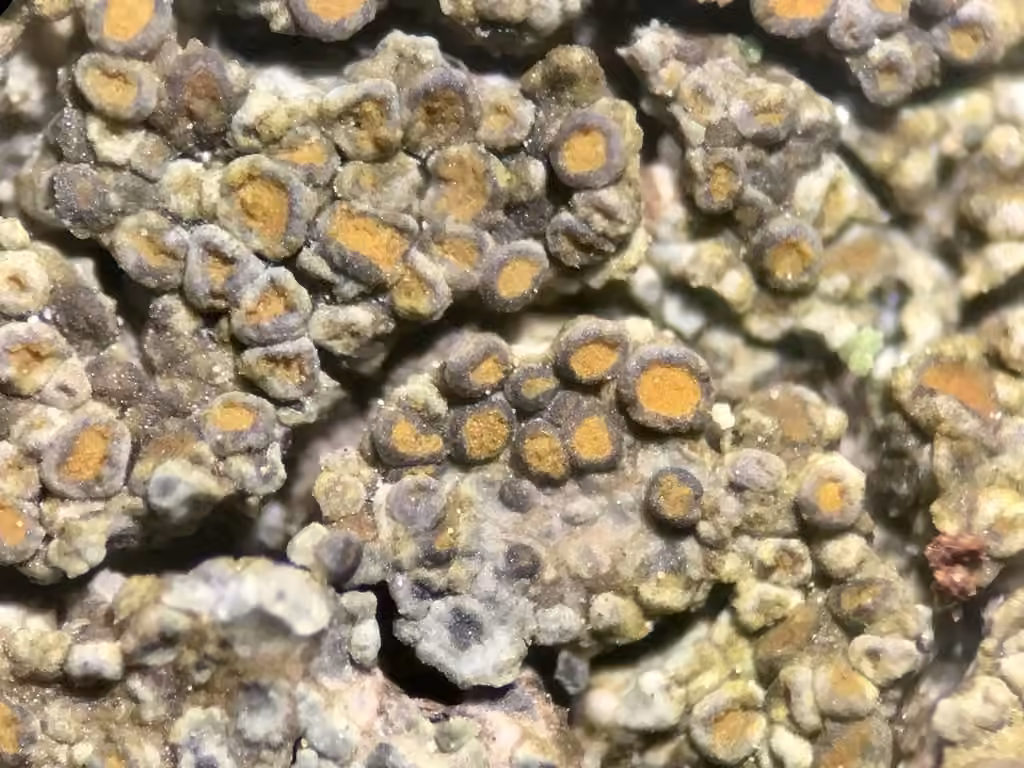 Caloplaque sidérite, photo 1 sur 5