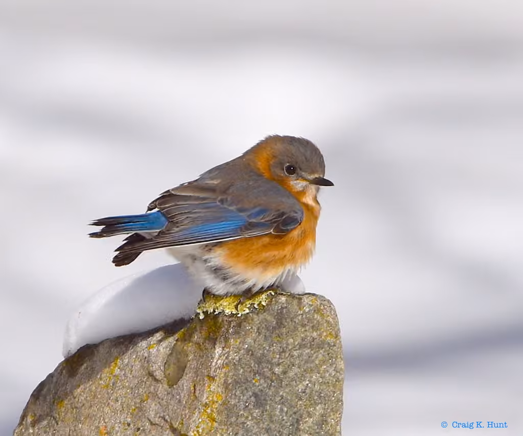 Eastern Bluebird, Female