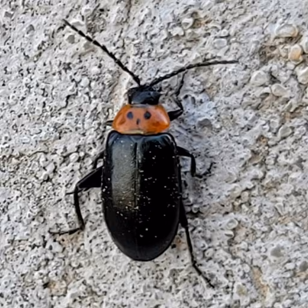 Three-spotted Flea Beetle, Adult
