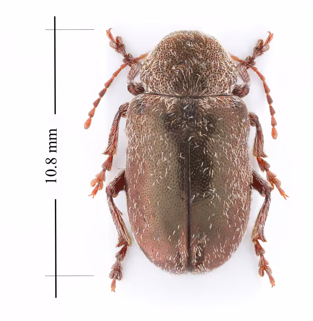 Chrysomèle pubescente, Adulte