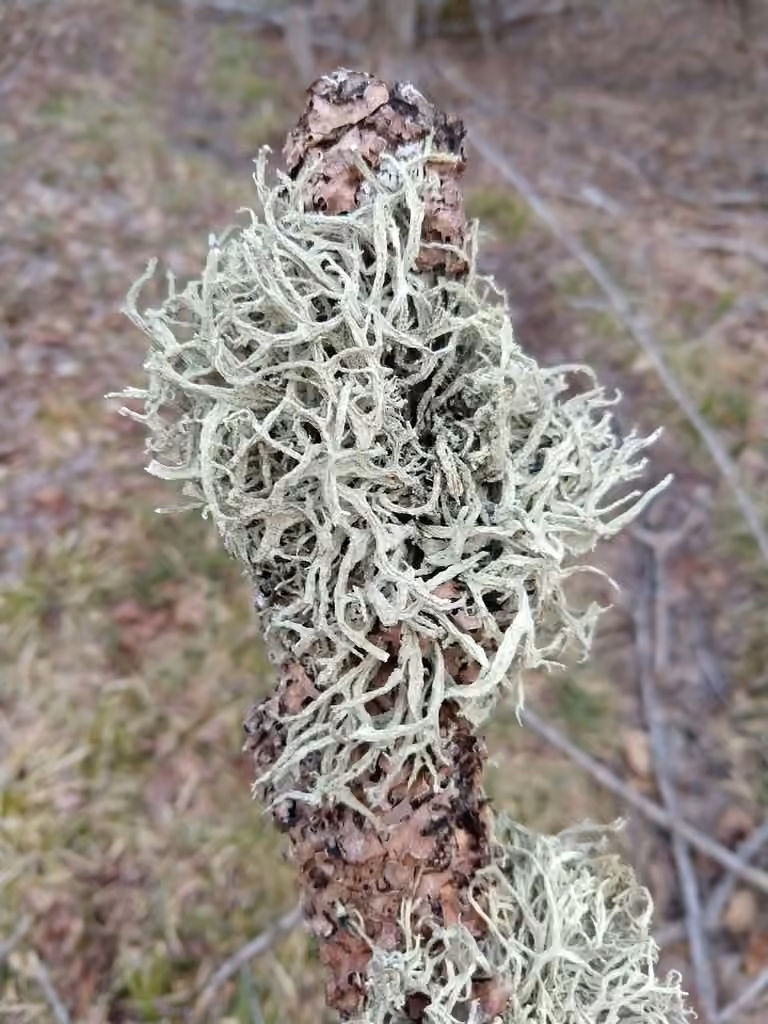 Évernie mésomorphe, photo 2 sur 5
