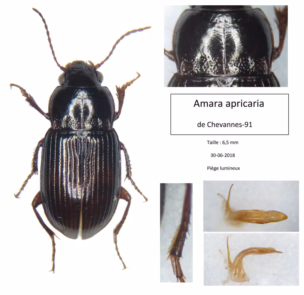 Dusky Sun Beetle, photo 2 of 5