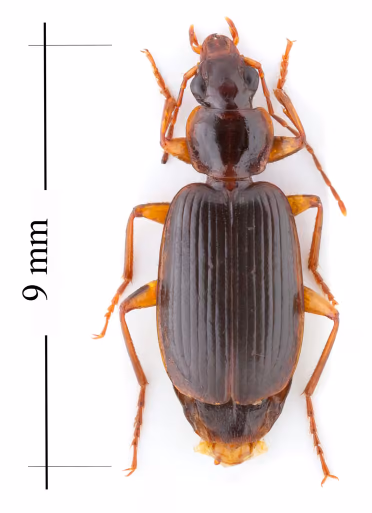 Harpale à thorax plat, Adulte