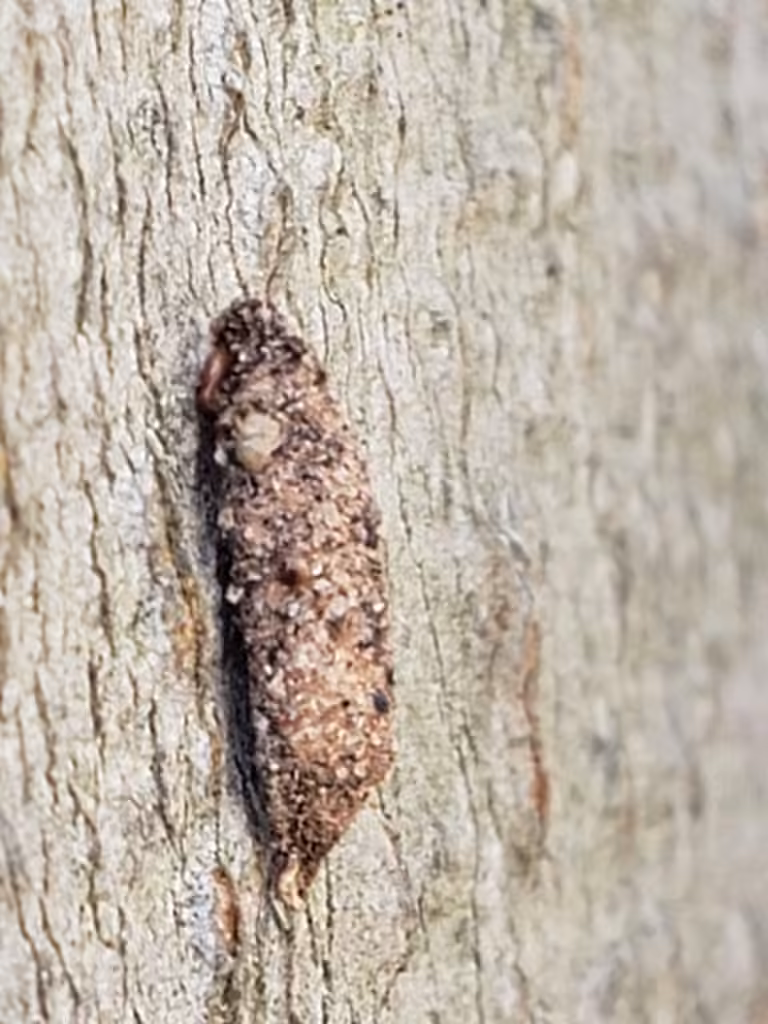 Narrow Lichen Case-bearer, Chenille