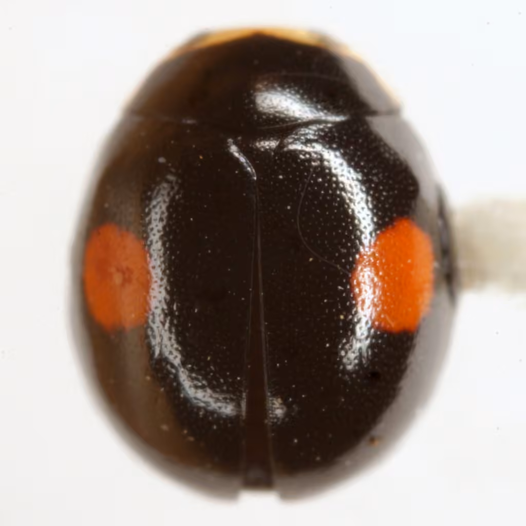 Coccinelle à deux ronds, Adulte