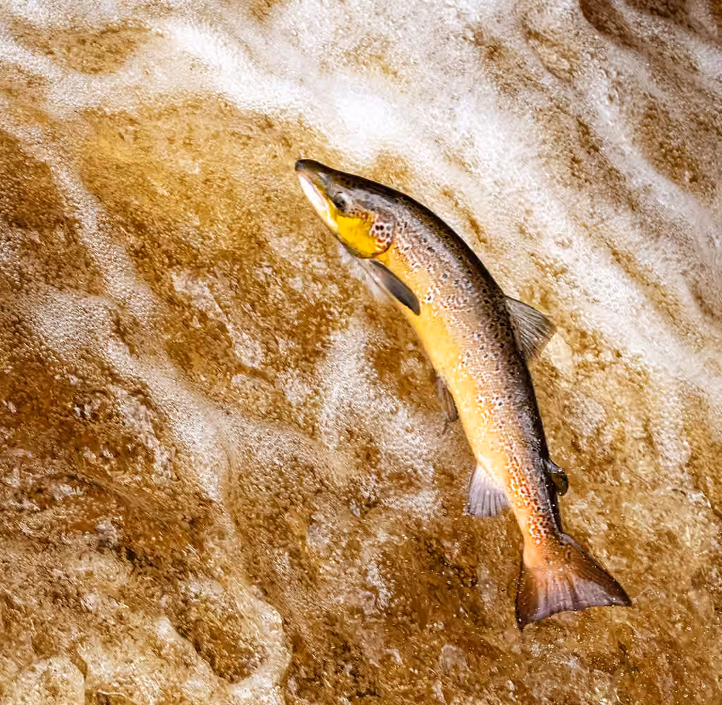 Atlantic Salmon, photo 1 of 5