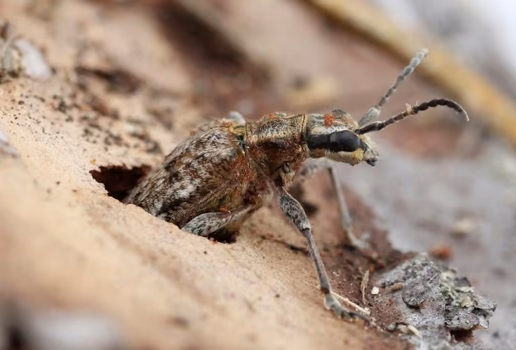 Ribbed Pine Borer, photo 1 of 5