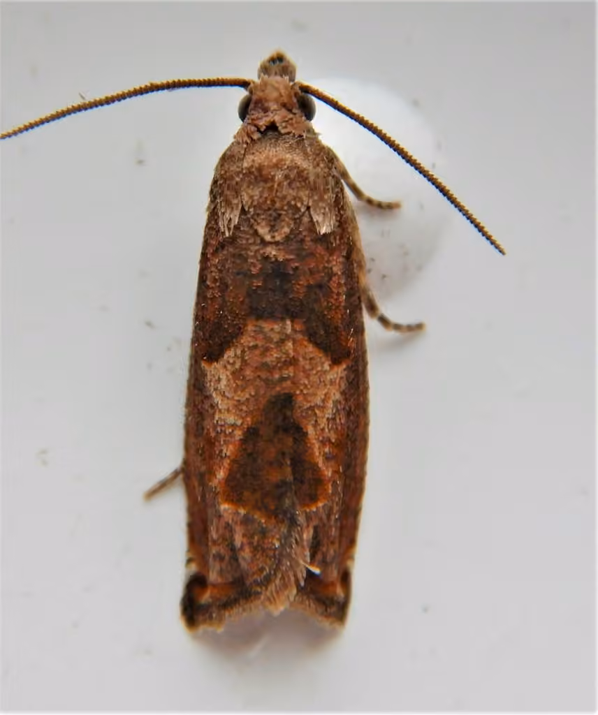 Canadian Sonia Moth, Adult