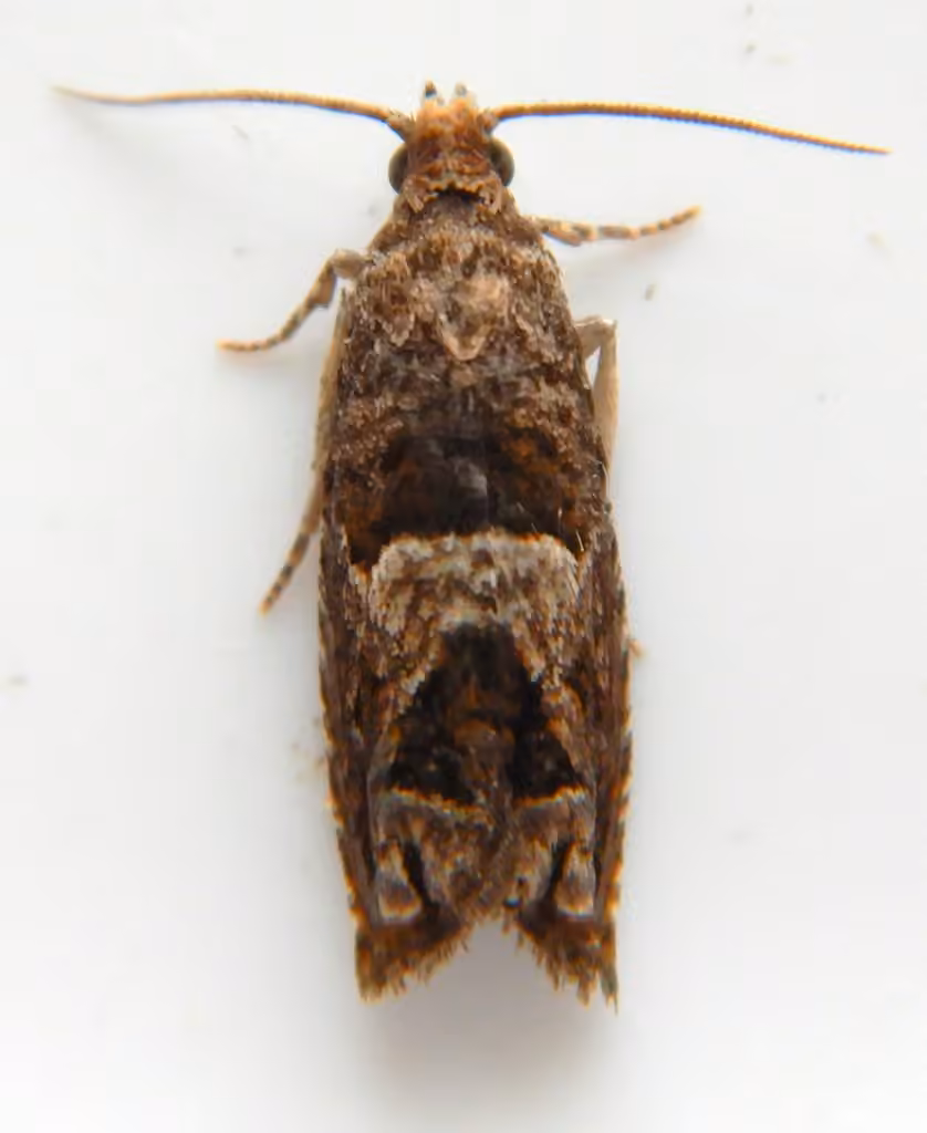 Canadian Sonia Moth, Adult
