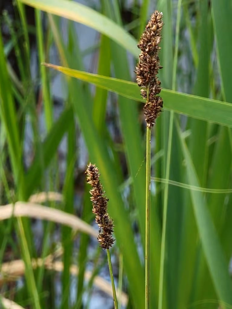 Carex diandre, En fruits