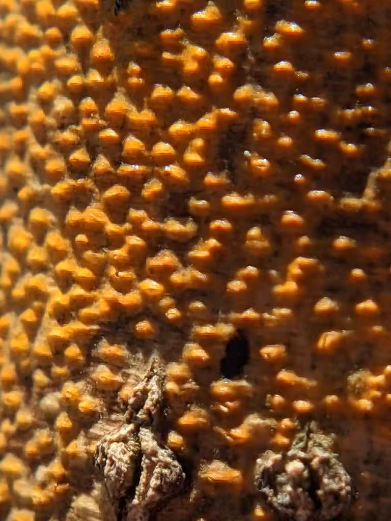 Dogwood golden canker, photo 2 of 5