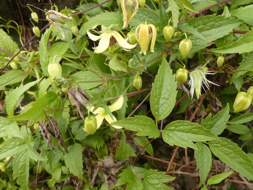 Hermitgold clematis, In flower
