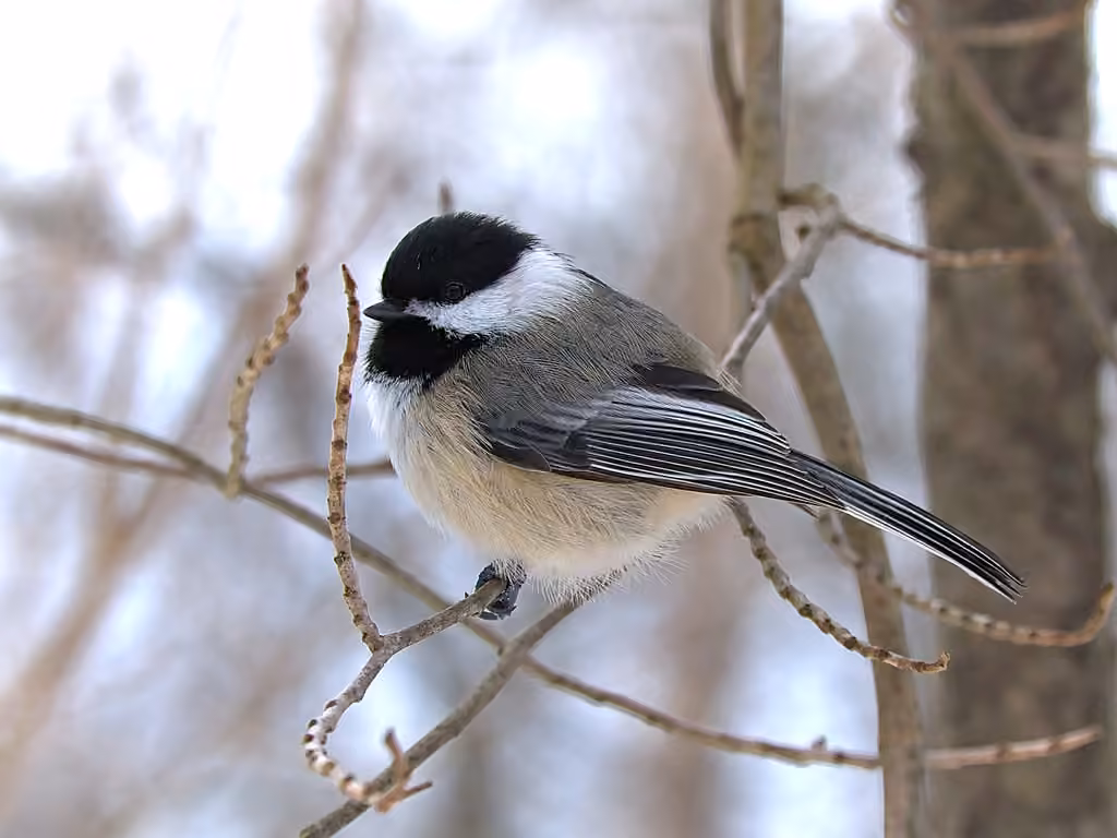 Mésange à tête noire