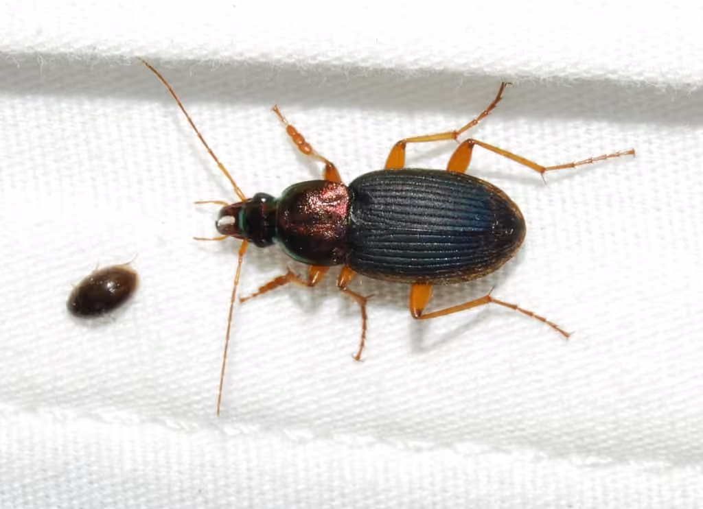 Emarginate Chlaenius, Male
