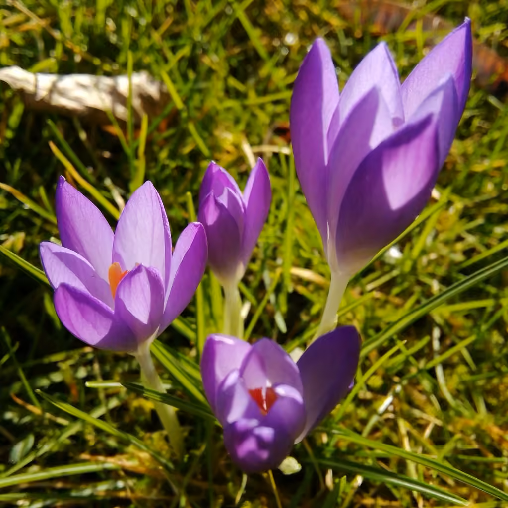 Crocus de Tommasini, En boutons