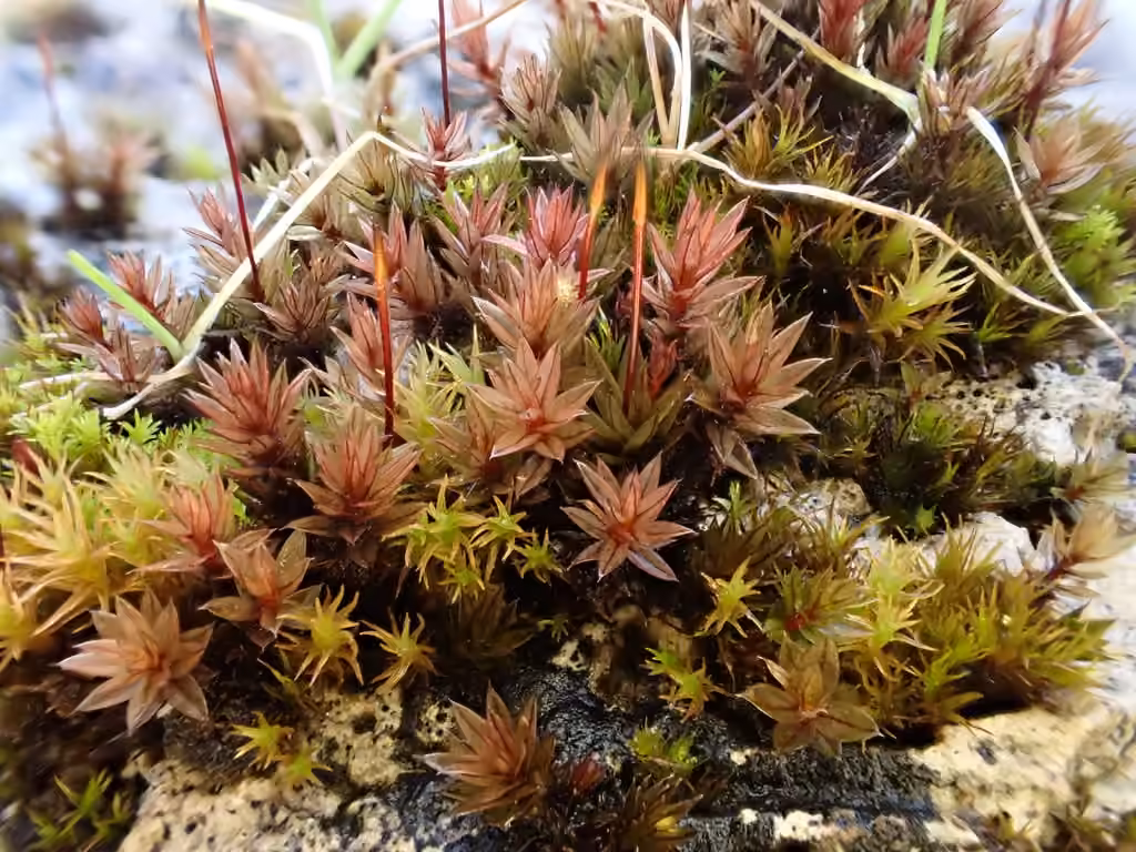 Grand bryum, photo 3 sur 5