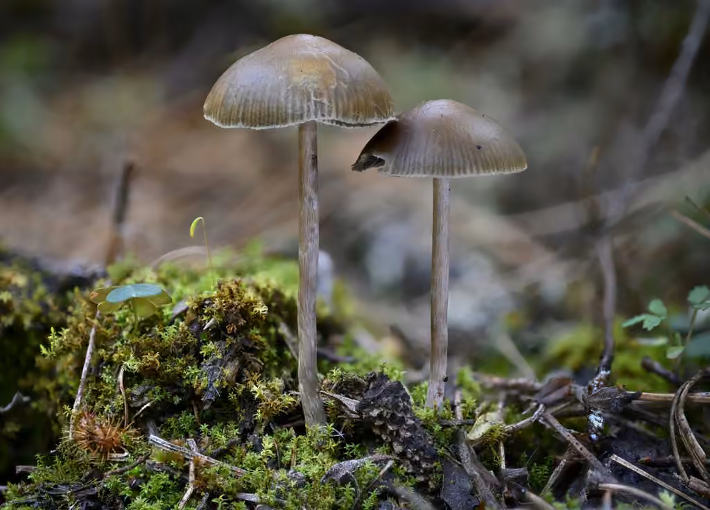 Psilocybe aztecorum, photo 2 sur 5