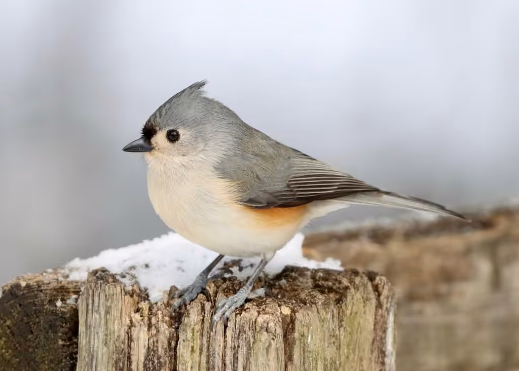 Mésange bicolore