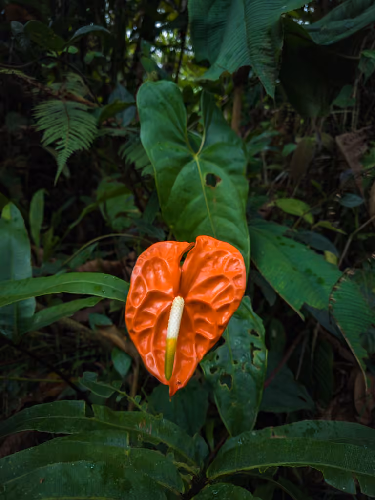 Flamingo-flower, photo 2 of 5