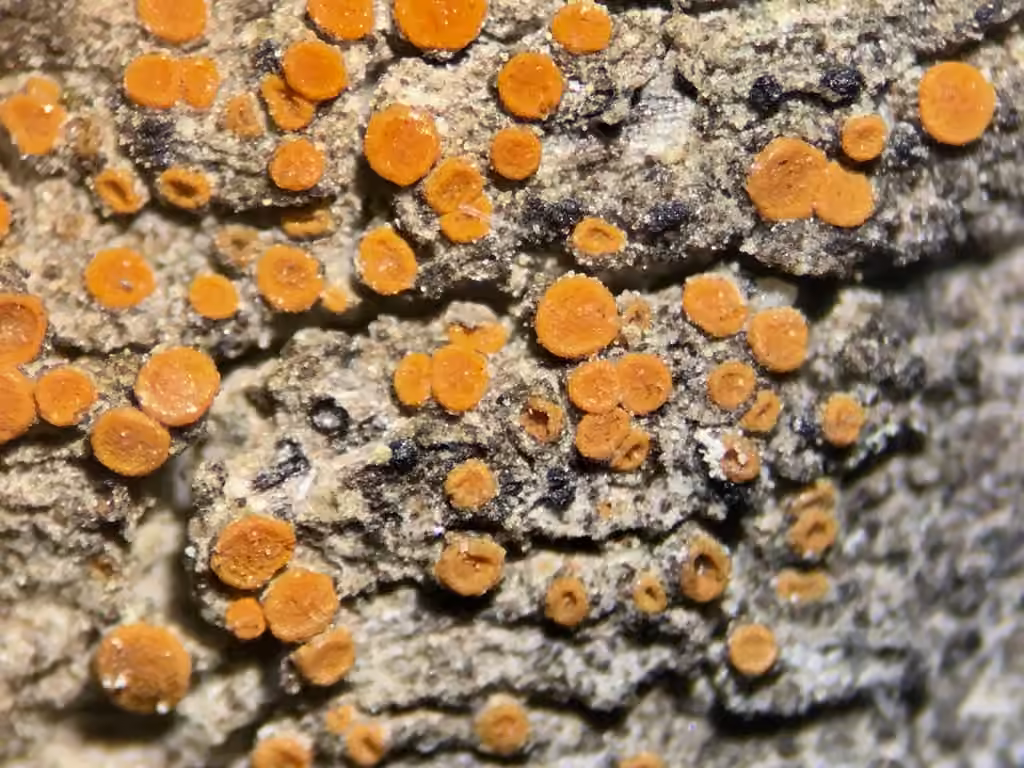 Firedot Lichen, photo 1 of 5