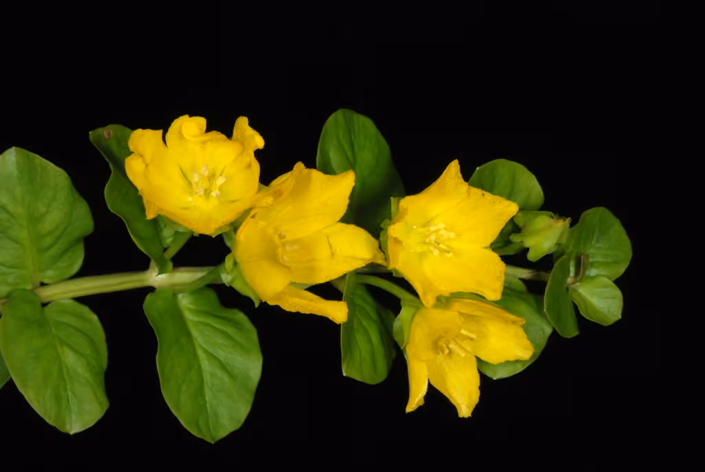 Lysimaque nummulaire, En fleurs