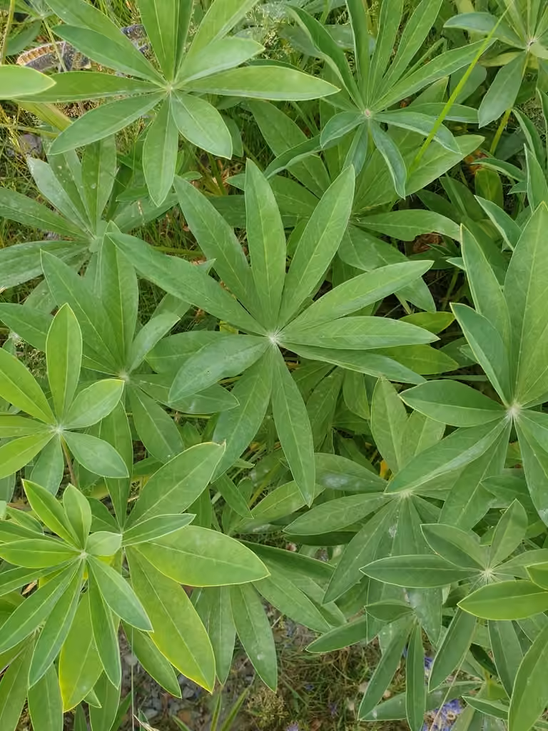 Lupin polyphylle, En fleurs