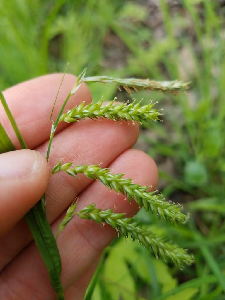 Carex vert poireau, photo 3 sur 5