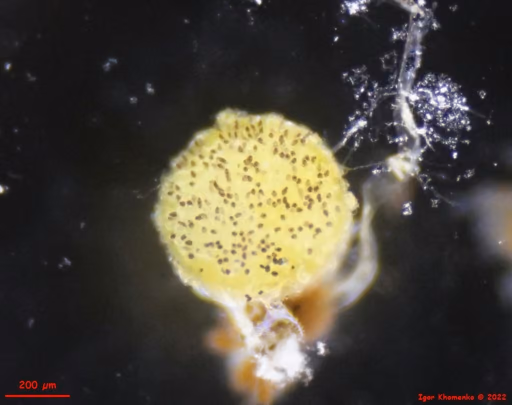 Ascobolus crenulatus, photo 3 sur 5