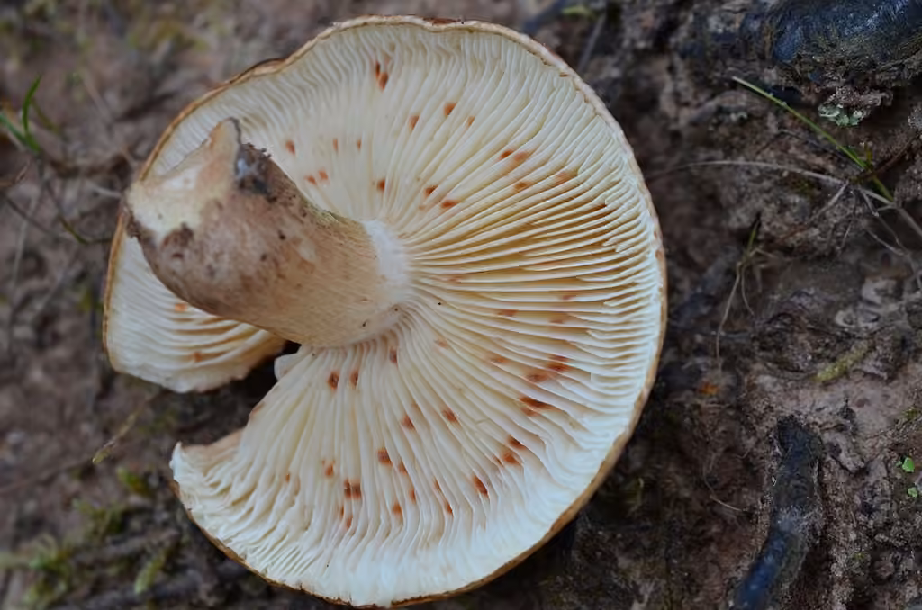 Tricholome fauve, photo 3 sur 5
