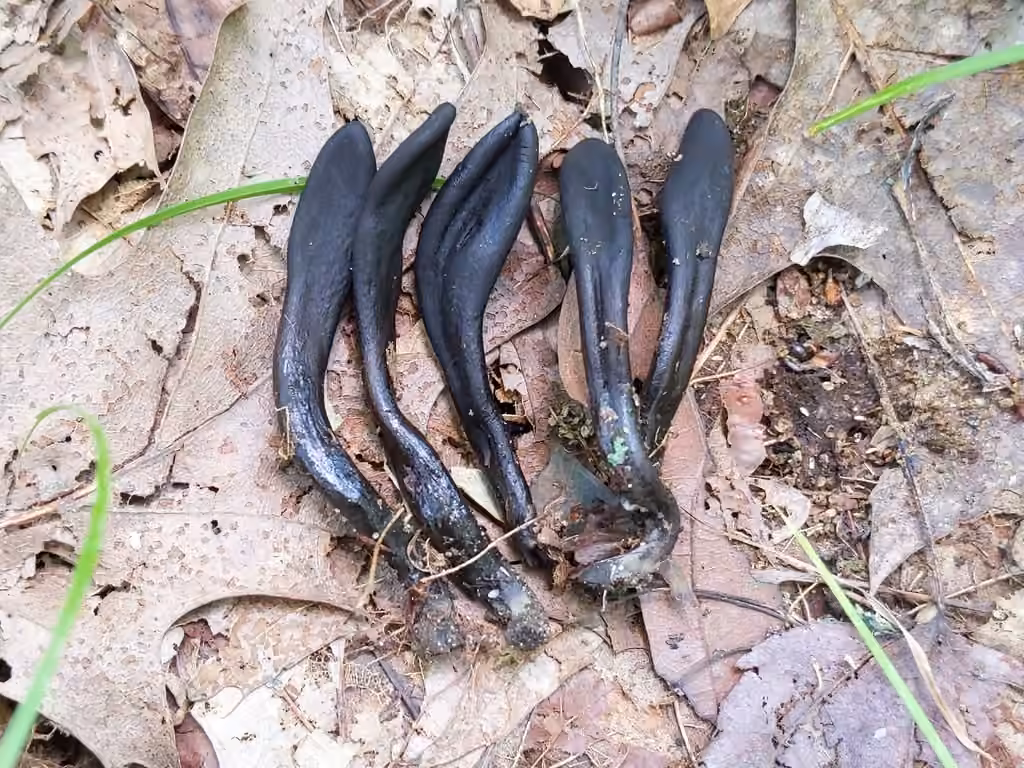 Slimy Earthtongue, photo 3 of 5