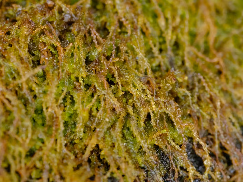 Common Threadwort, photo 2 of 5
